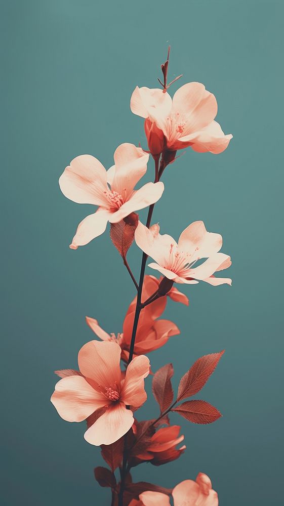 Nature flower blossom petal plant. AI generated Image by rawpixel.