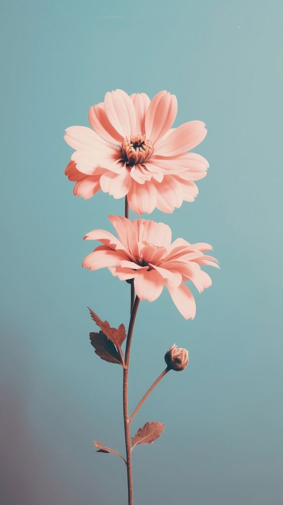 Nature flower blossom petal plant. AI generated Image by rawpixel.