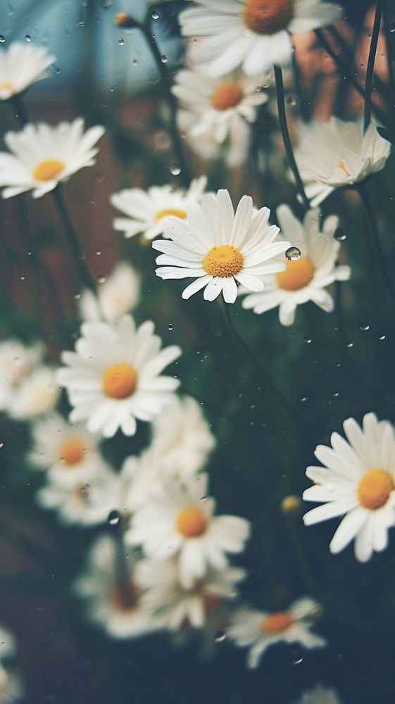 Daisies outdoors blossom flower. AI generated Image by rawpixel.