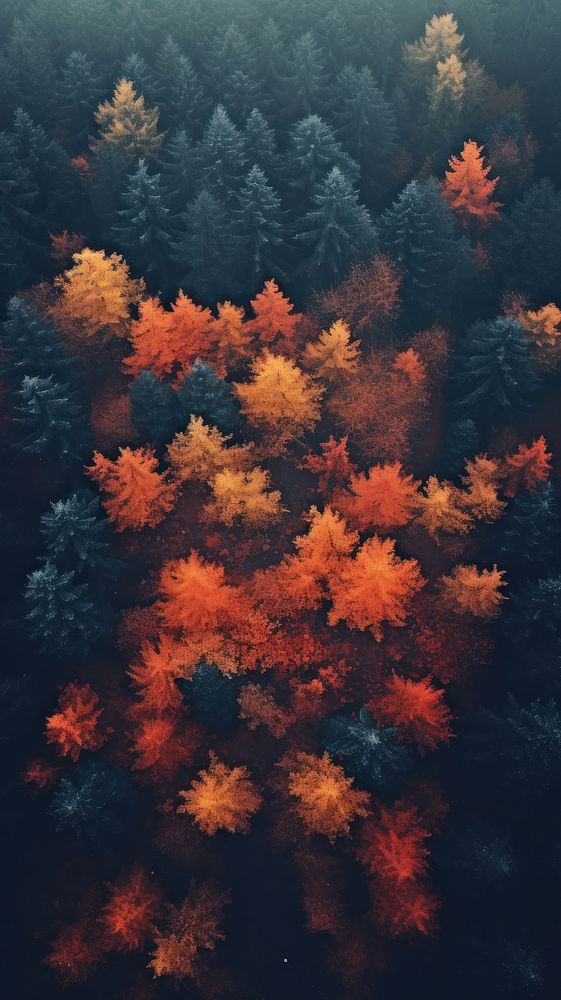 Autumn forest nature outdoors plant. AI generated Image by rawpixel.