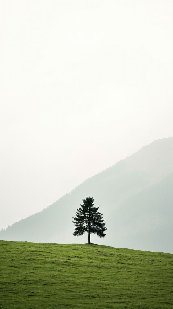 Pine Tree in the middle of a mountain meadow nature tree outdoors. AI generated Image by rawpixel.