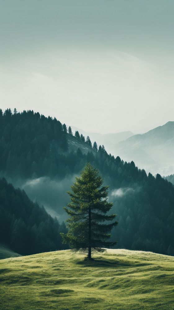 Pine Tree in the middle of a mountain meadow nature tree landscape. AI generated Image by rawpixel.