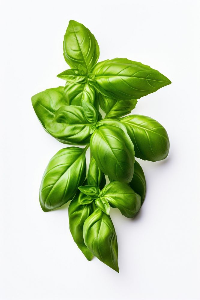 Fresh basil plant herbs food. AI generated Image by rawpixel.