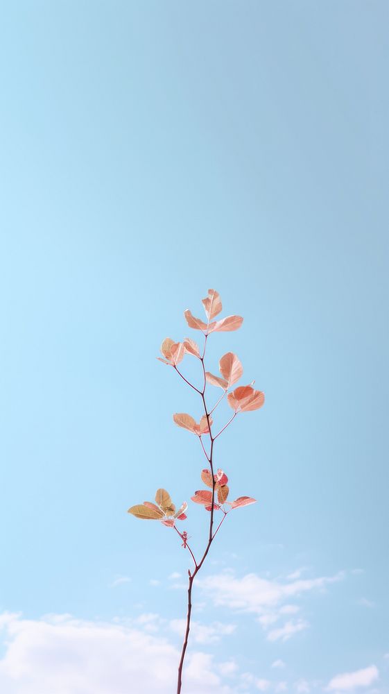 Sky nature outdoors plant. AI generated Image by rawpixel.