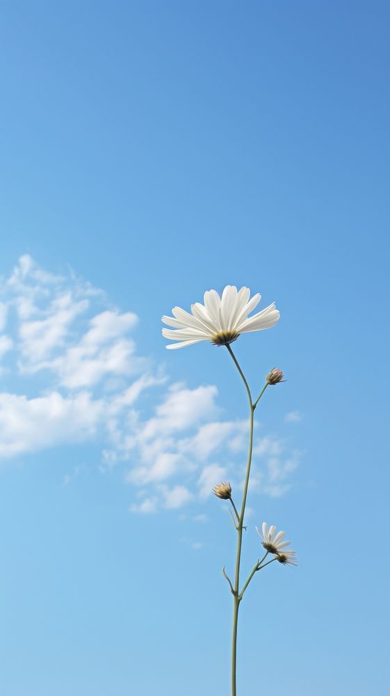 Sky nature outdoors blossom. AI generated Image by rawpixel.