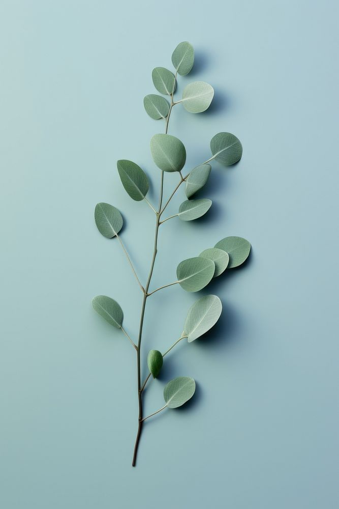 Spiral Eucalyptus Branch branch plant leaf. AI generated Image by rawpixel.