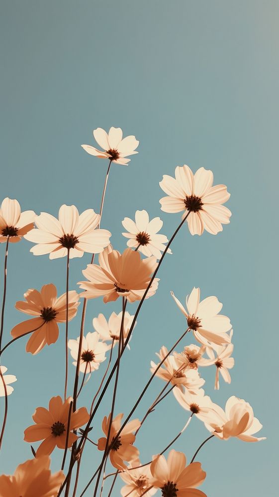Flower and sky outdoors blossom nature. AI generated Image by rawpixel.