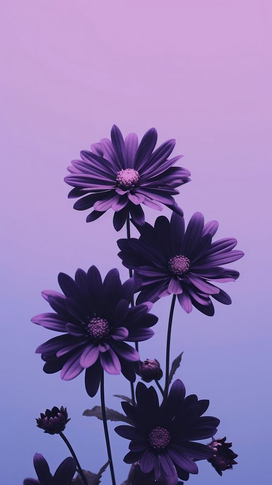 Flower and sky purple outdoors blossom. AI generated Image by rawpixel.