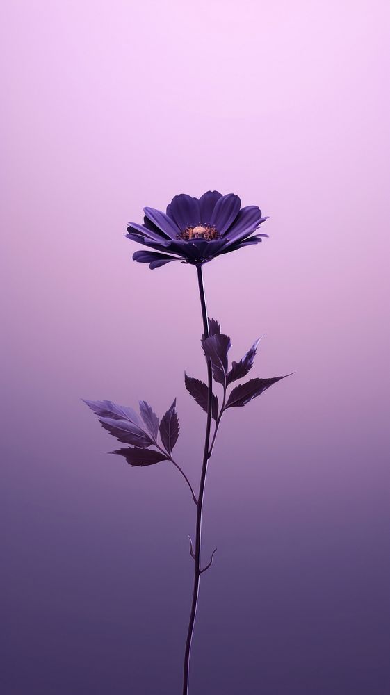 Flower and sky purple outdoors blossom. AI generated Image by rawpixel.