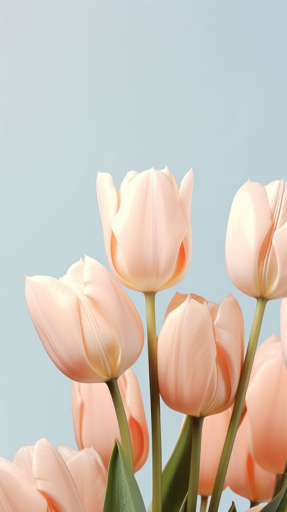 Tulips blossom flower petal. AI generated Image by rawpixel.