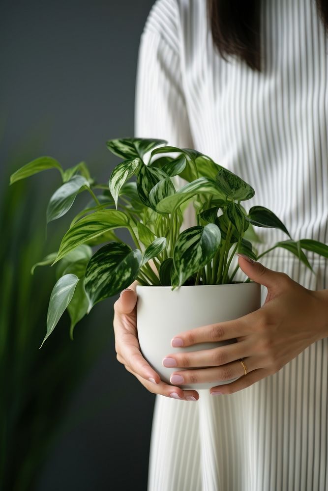 Woman hands plant houseplant leaf. AI generated Image by rawpixel.