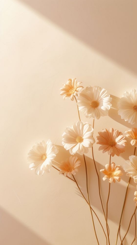Daisy flowers sunlight petal plant. AI generated Image by rawpixel.