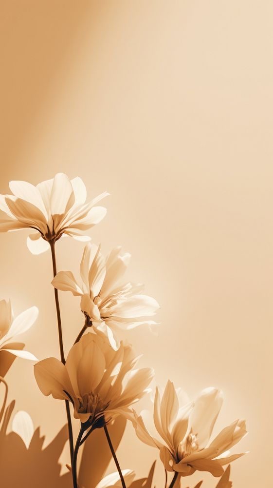 Floral sunlight outdoors flower. AI generated Image by rawpixel.