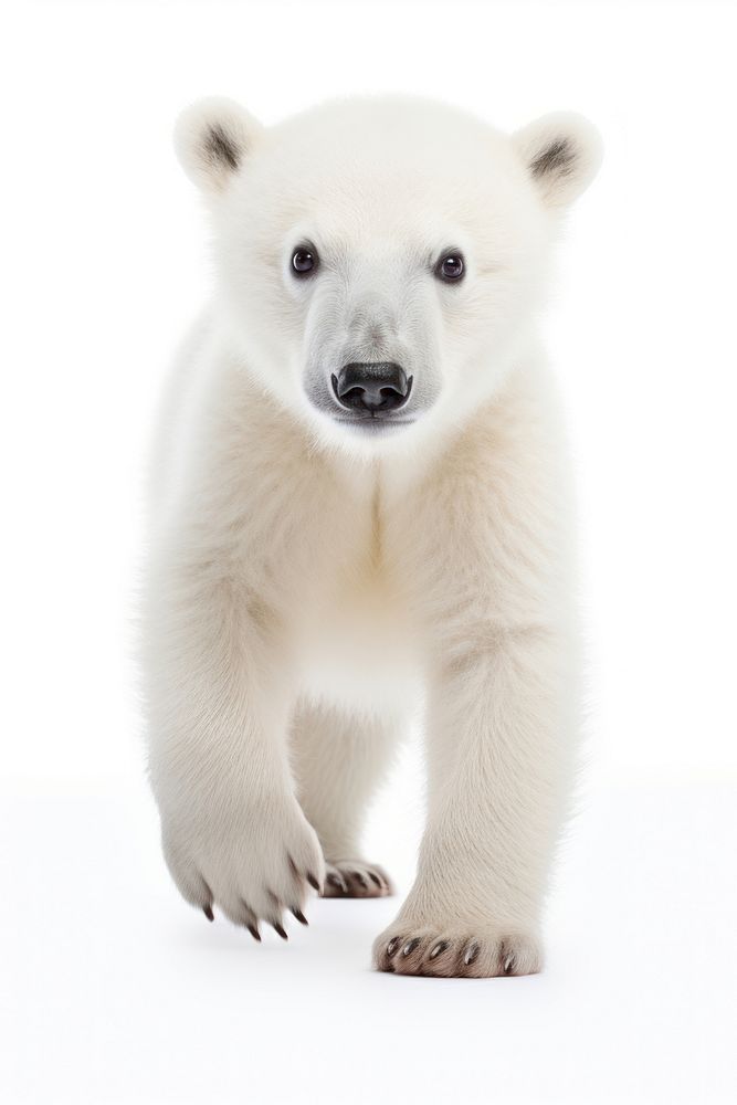 Polar bear walking straight to camera wildlife mammal animal. AI generated Image by rawpixel.