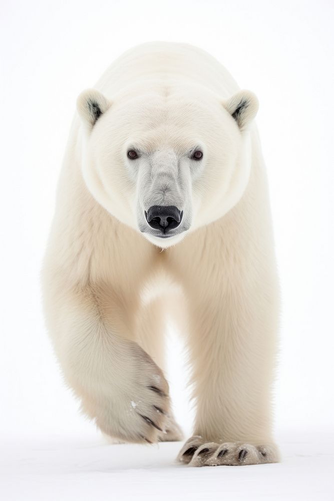 Polar bear walking straight to camera wildlife animal mammal. AI generated Image by rawpixel.