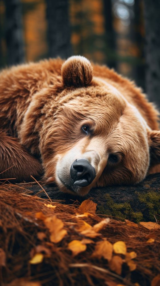 Bear laying down wildlife mammal animal. AI generated Image by rawpixel.