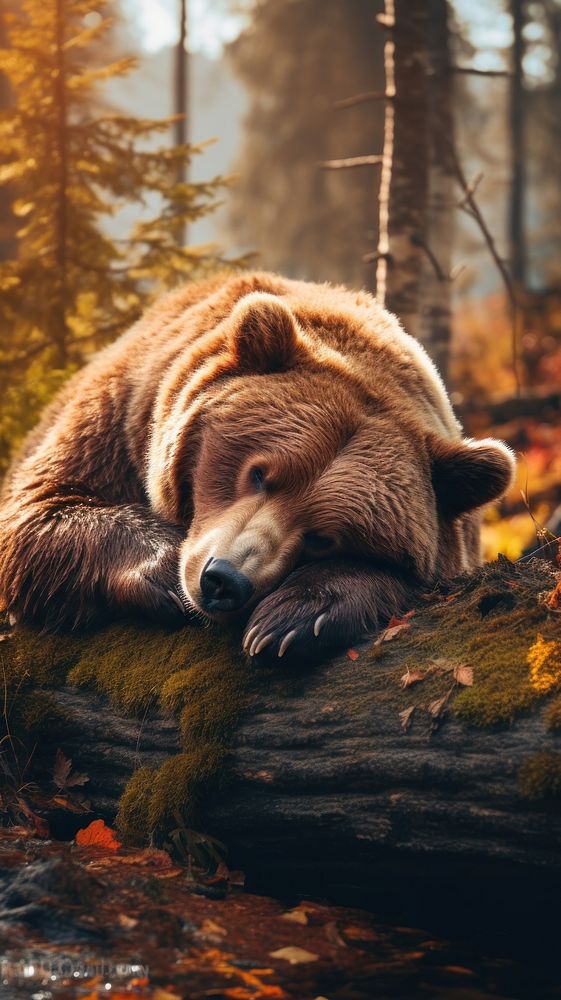 Bear laying down wildlife mammal animal. AI generated Image by rawpixel.