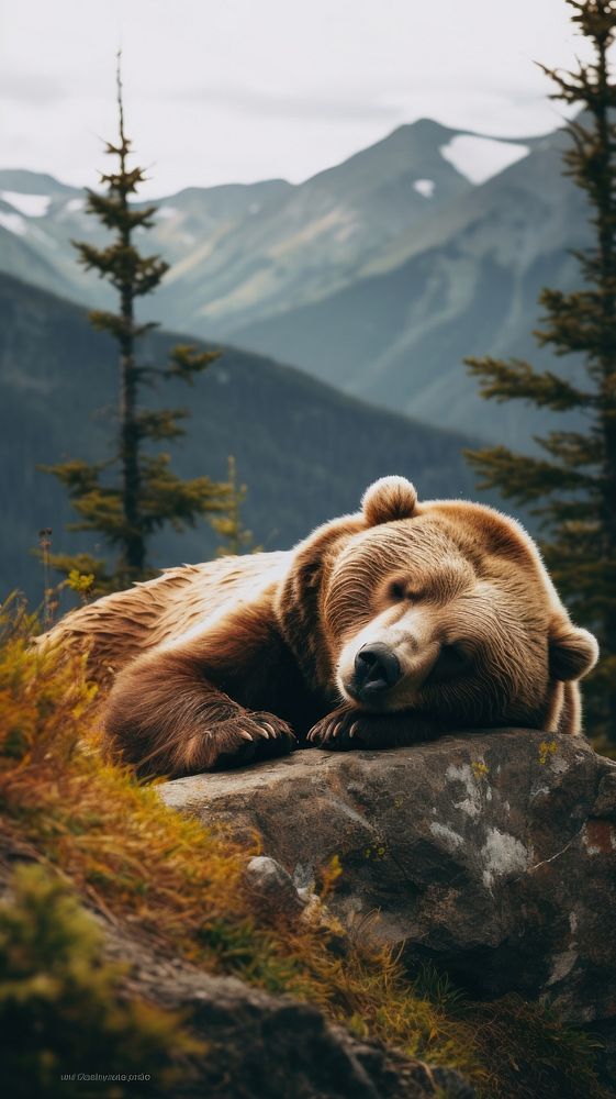 Bear laying down nature landscape wildlife. AI generated Image by rawpixel.