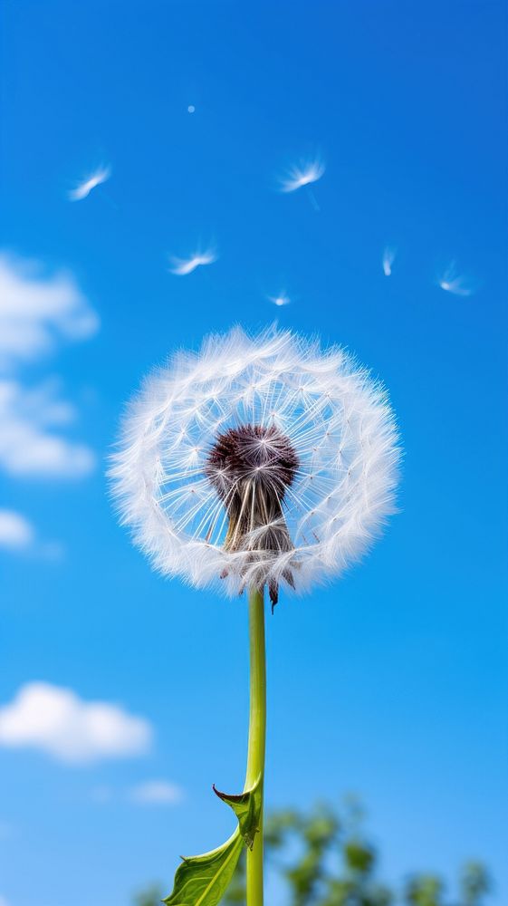 Dandelion against clear blue sky nature flower plant. AI generated Image by rawpixel.