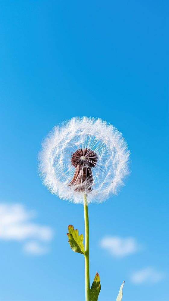 Dandelion on a right corner of image against clear blue sky nature flower plant. AI generated Image by rawpixel.