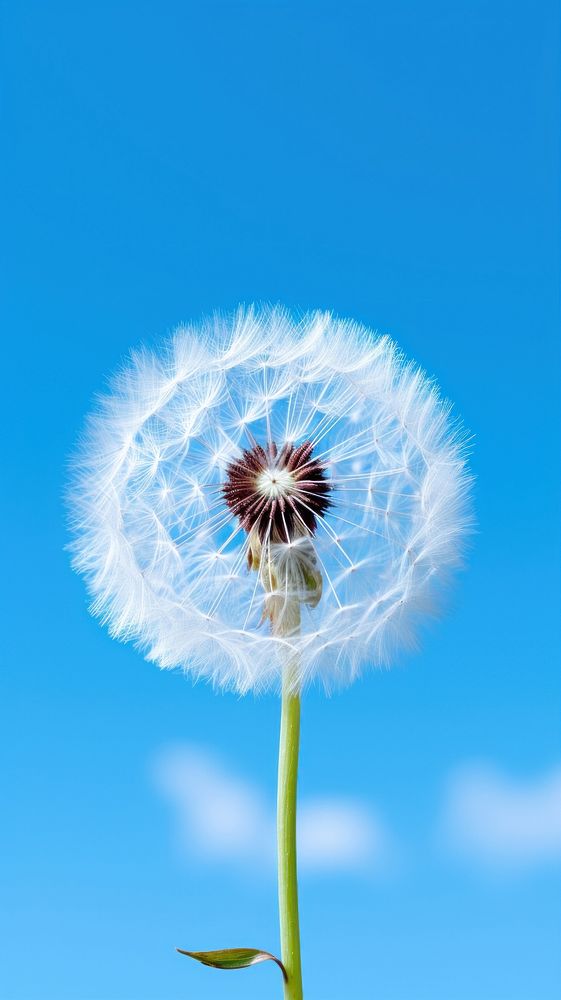 Dandelion on a right corner of image against clear blue sky flower nature plant. AI generated Image by rawpixel.