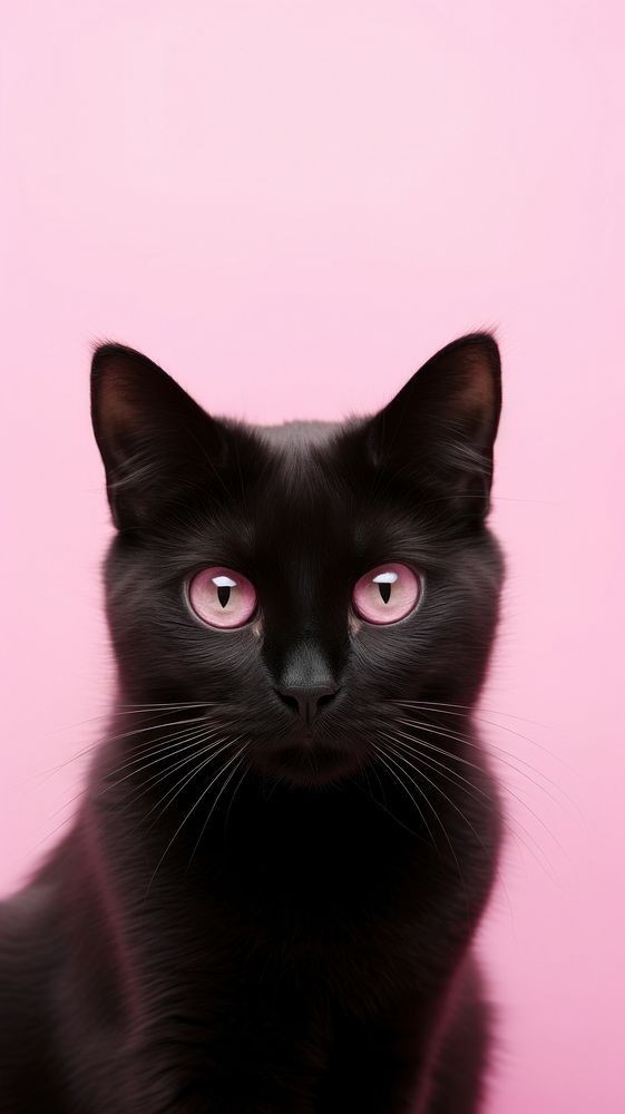 Black cat mammal animal pink. AI generated Image by rawpixel.