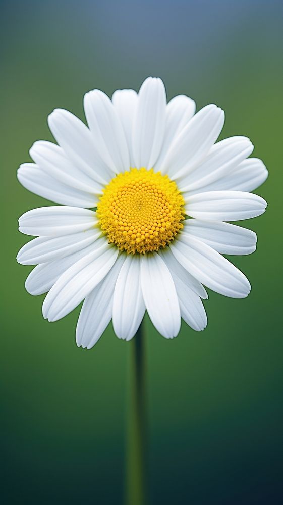 Daisy blossom flower nature. AI generated Image by rawpixel.