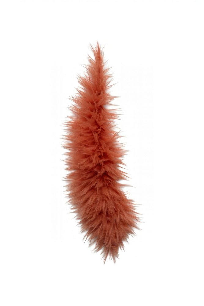 Devil tail red white background xanthorrhoeaceae. AI generated Image by rawpixel.