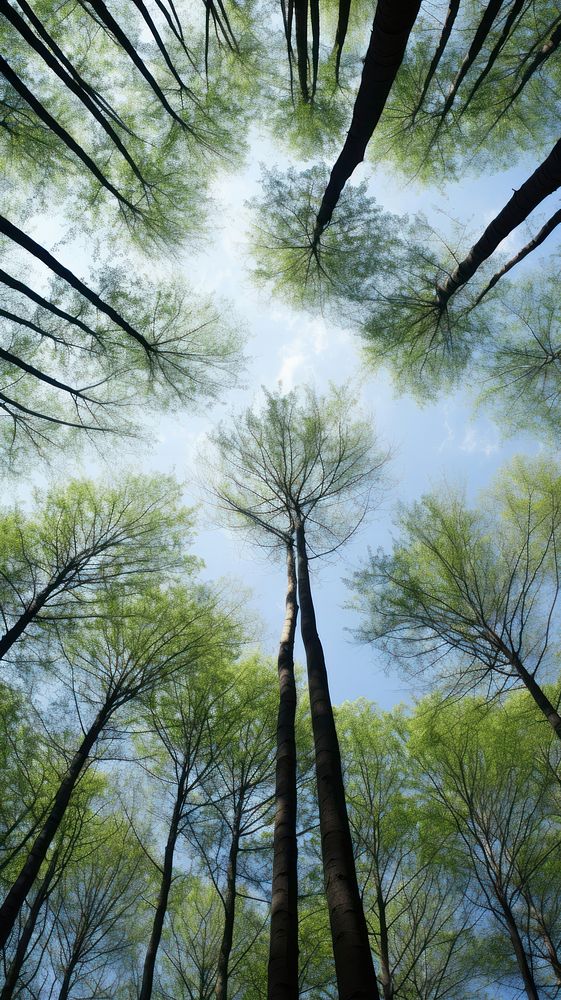 Spring forest trees sky landscape sunlight. AI generated Image by rawpixel.