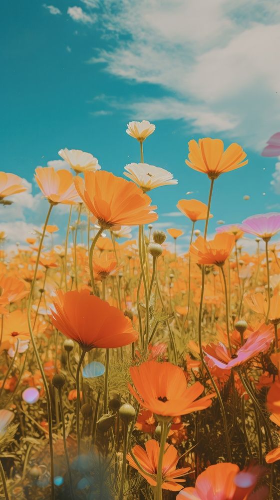 Field of flowers with a rainbow sky backgrounds landscape. AI generated Image by rawpixel.