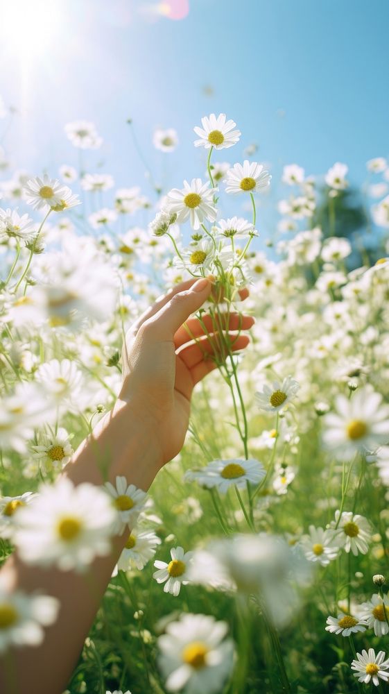 A person is reaching into the field holding spring white daisies outdoors blossom nature. AI generated Image by rawpixel.