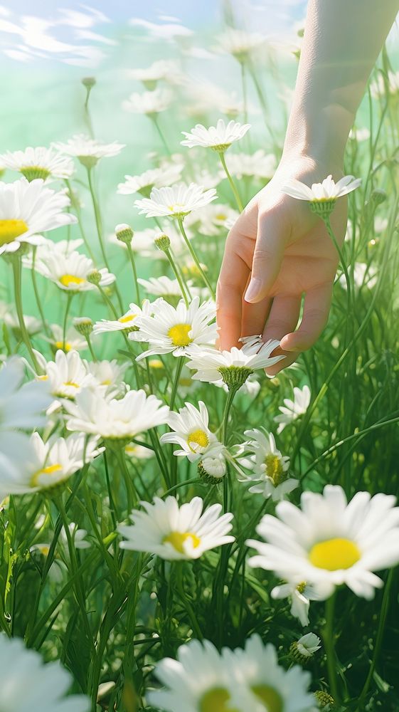 A person is reaching into the field holding spring white daisies outdoors nature flower. AI generated Image by rawpixel.