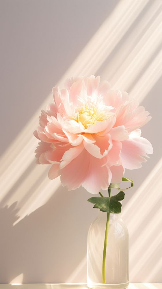 Spring peony blossom flower petal. AI generated Image by rawpixel.