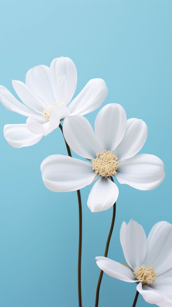 White flower wallpaper blossom petal plant. AI generated Image by rawpixel.