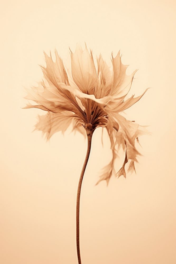 Dried flower plant leaf inflorescence. AI generated Image by rawpixel.