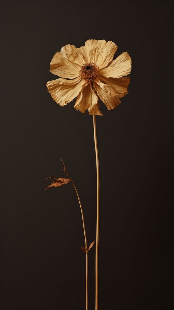 Dried flower and gold plant petal inflorescence. AI generated Image by rawpixel.