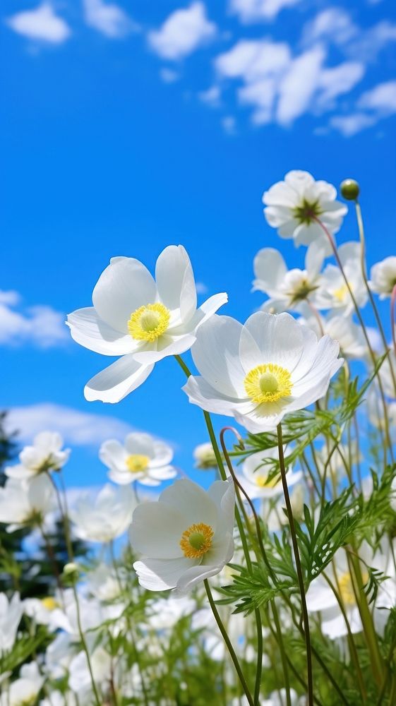 Spring anemone flowers nature summer landscape. AI generated Image by rawpixel.