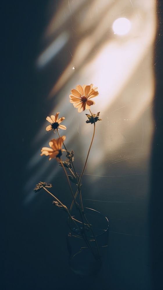 Aesthetic night minimal flower sunlight outdoors nature. AI generated Image by rawpixel.