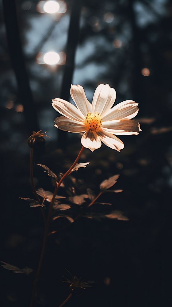 Aesthetic night minimal flower in garden blossom light plant. AI generated Image by rawpixel.