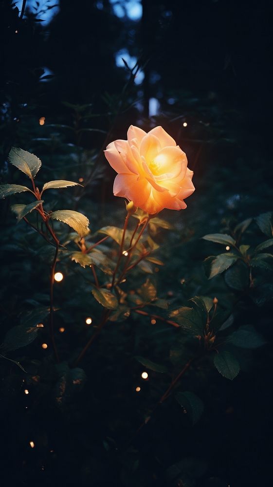 Aesthetic night minimal flower in garden light outdoors nature. AI generated Image by rawpixel.