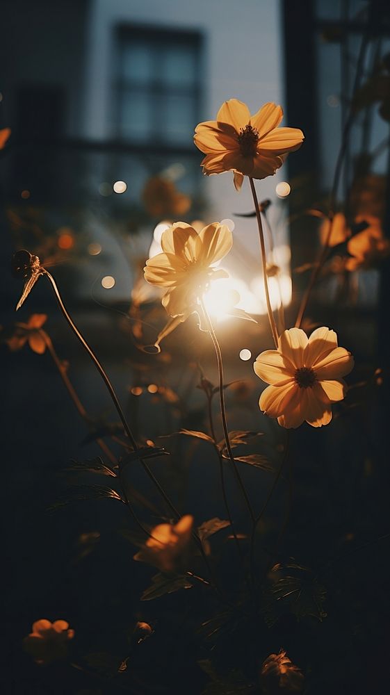 Aesthetic night minimal flowers light outdoors sunlight. AI generated Image by rawpixel.