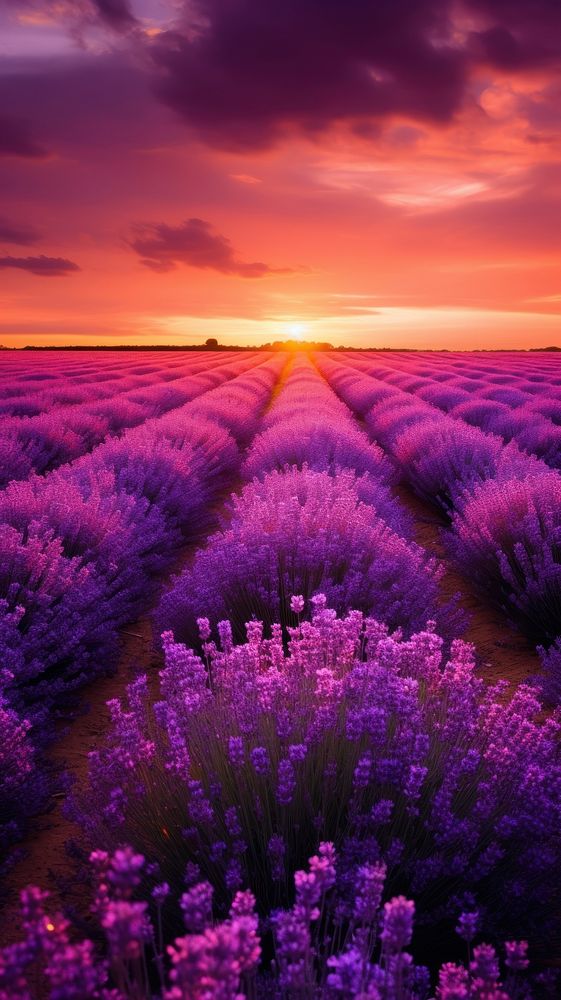 Spring purple flowers landscape sunset lavender. 
