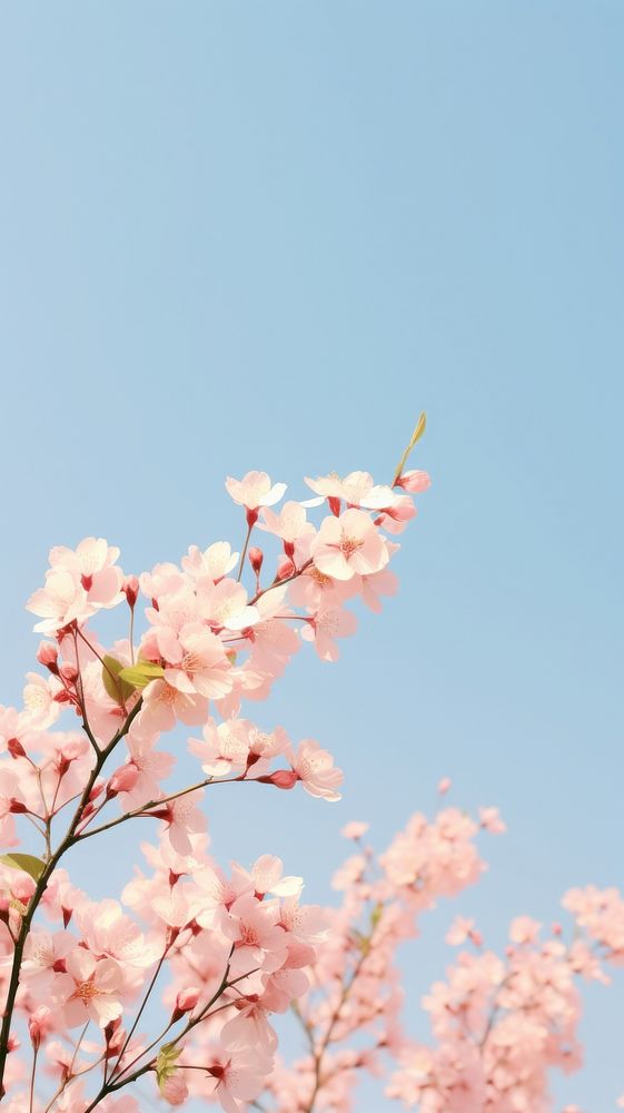 Spring vanilla sky wallpaper outdoors blossom nature. AI generated Image by rawpixel.