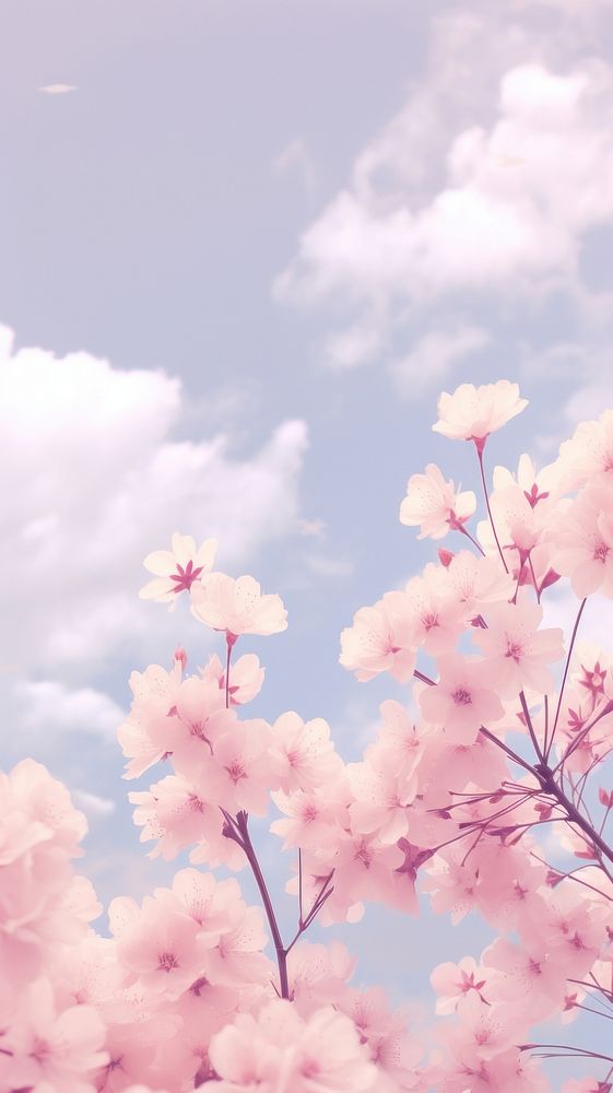 Spring vanilla sky wallpaper backgrounds outdoors blossom. AI generated Image by rawpixel.