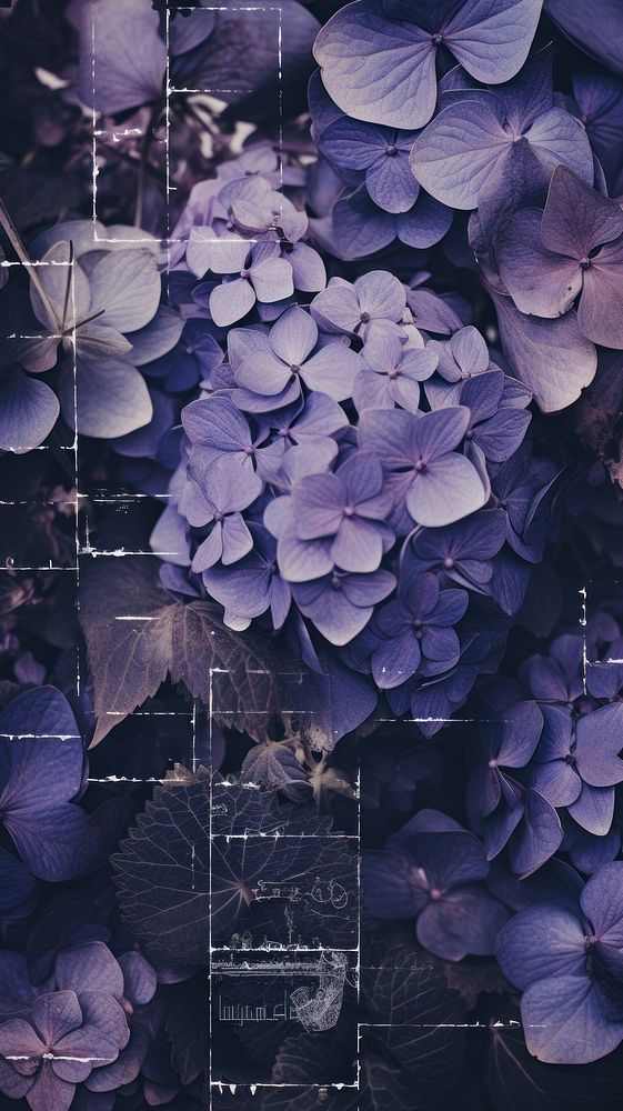 Purple hydrangea flowers plant petal backgrounds. AI generated Image by rawpixel.