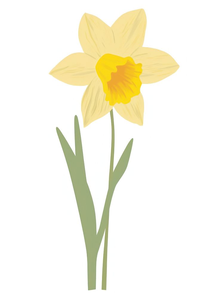 Daffodil flower plant white. AI generated Image by rawpixel.