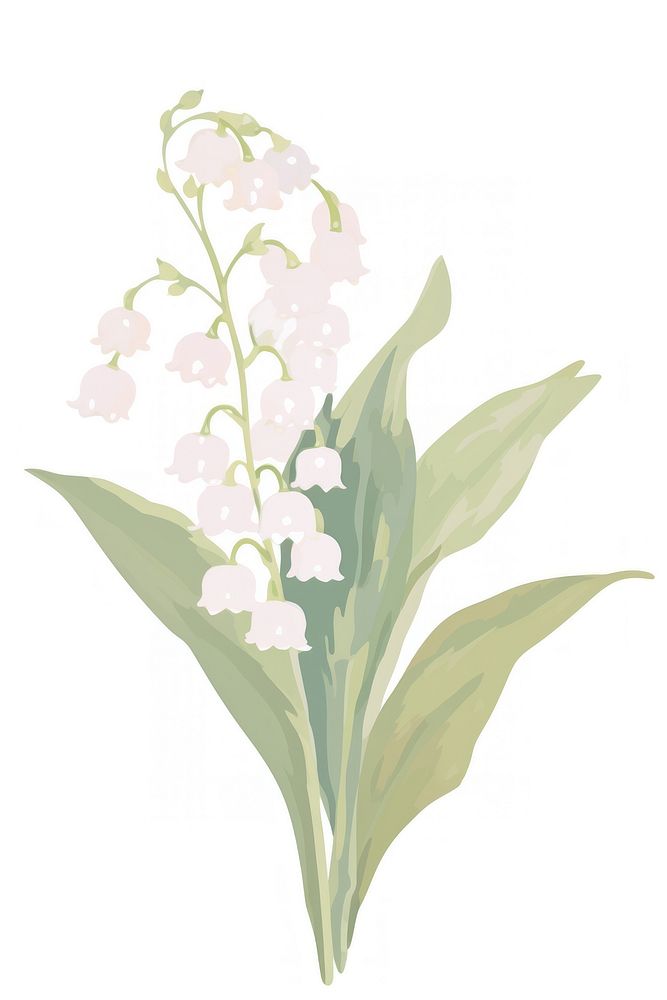 Lily of the valley flower blossom plant white background. AI generated Image by rawpixel.