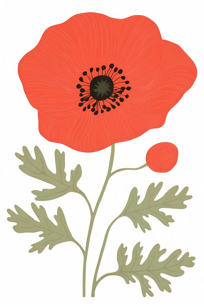 Poppy flower plant red inflorescence. AI generated Image by rawpixel.