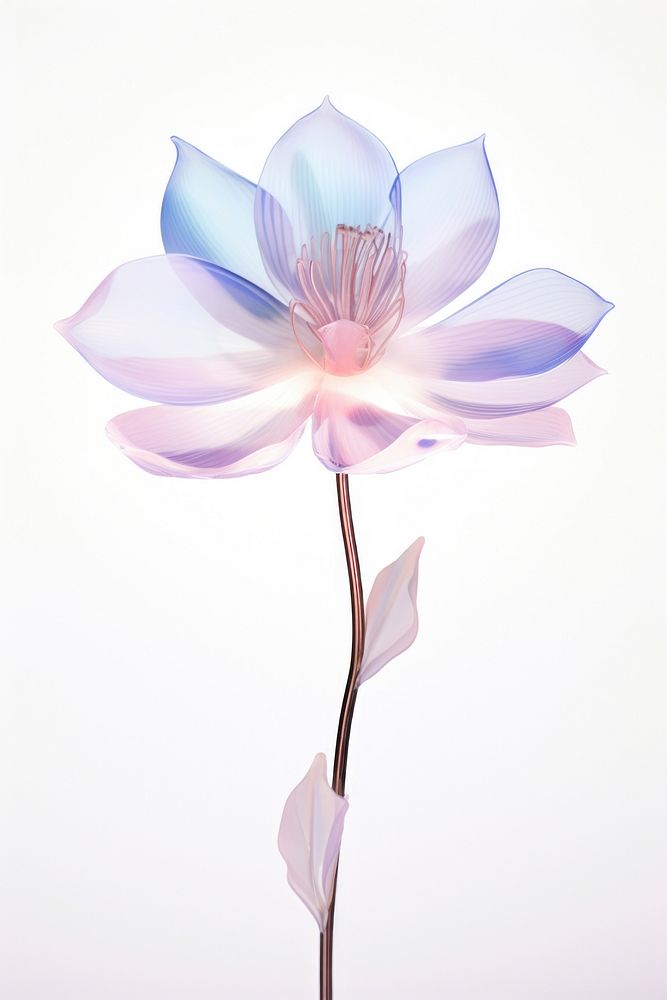 Magnolia flower blossom petal. AI generated Image by rawpixel.