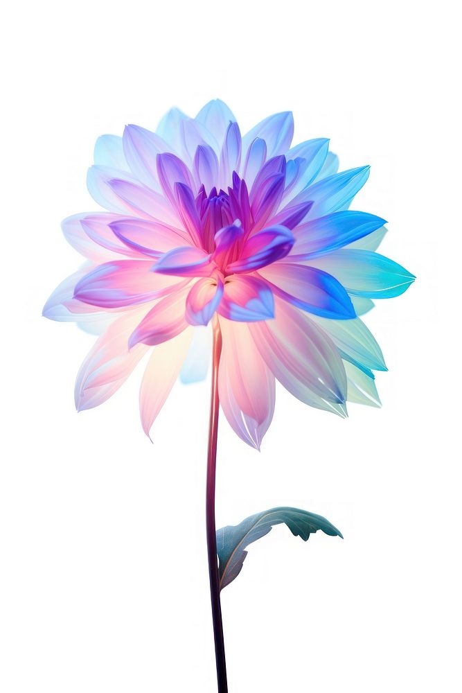 Dahlia flower plant white background. | Free Photo Illustration - rawpixel